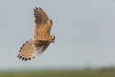 Kestrel in flight