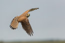 Kestrel in flight