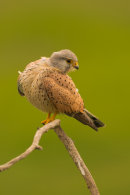 Kestrel posed