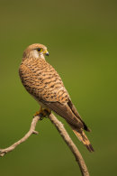 Kestrel (female) perched