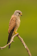 Kestrel (male)
