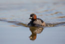 Little grebe