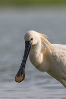 Spoonbill close up