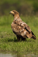 White tailed eagle