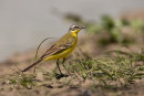 Grey wagtail