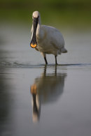 Spoonbill