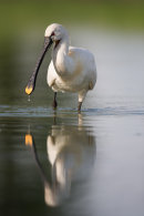 Spoonbill