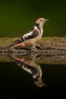 Middle spotted woodpecker reflection