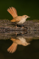 Nightingale