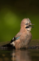 Jay bathing