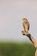 Corn bunting perched