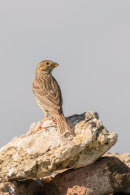 Corn bunting portrait