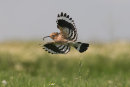 Hoopoe in flight