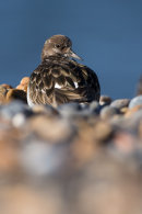 Turnstone