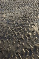 Sand ripples