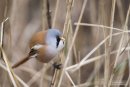 Male bearded tit