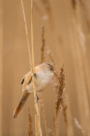 Female bearded tit
