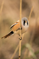 Male bearded tit