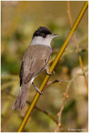 Male blackcap