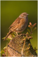 Dunnock in the sun