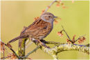 Dunnock at dawn