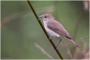 Garden warbler
