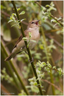 Garden warbler