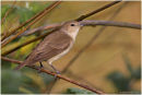 Garden warbler