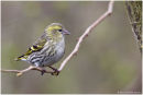 Siskin
