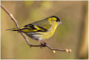 Siskin in the sun