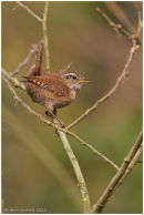 Wren