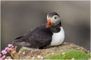 Cliff top puffin