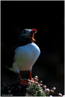 Puffin calling