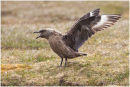 Great skua display