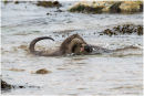 Otters fighting