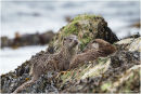 Otters on the shore