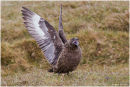Great skua display