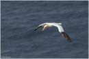 Gannet with nesting material