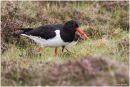 Oystercatcher with chick