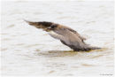 Arctic skua bathing