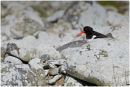 Oystercatcher in rocks