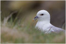 Fulmar on the cliffs
