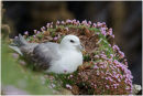 Fulmar in thrift