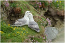 Fulmar pair