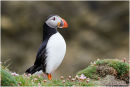 Puffin portrait