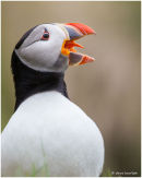Puffin calling