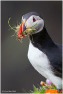 Puffin with nesting material