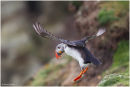 Puffin take off