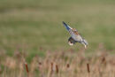 Barn owl in flight