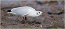 Black headed gull